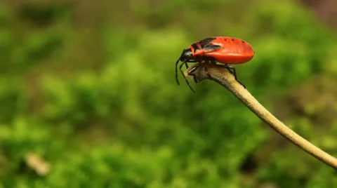 Macro, Red Beetles Vídeos de archivo 9486809