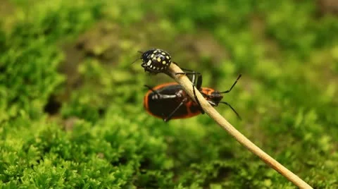 Macro, Red Beetles 스톡 동영상 9488557