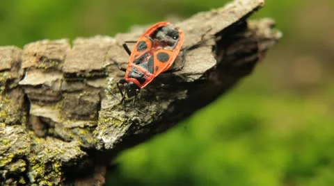 Macro, Red Beetles Stock-Footage 9490307