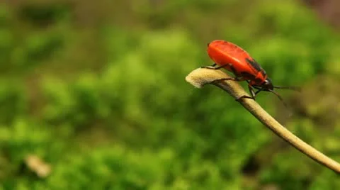 Macro, Red Beetles Stock-Footage 9490506