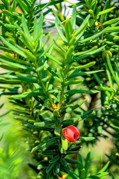 Macro of a red berry on a pine tree Stock Photos