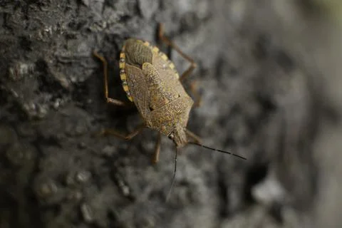 Macro of a red bug Foto stock