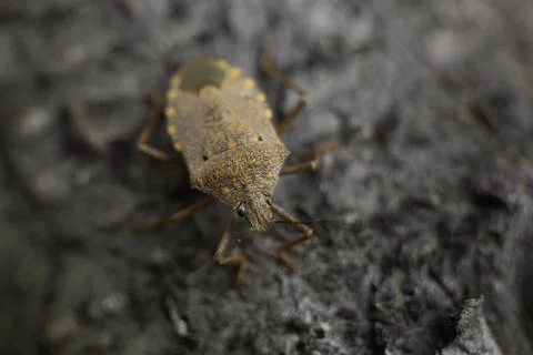 Macro of a red bug Stock Photos
