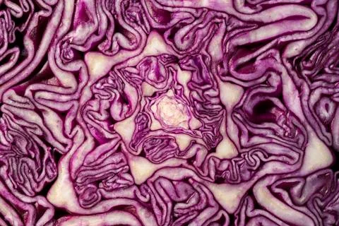 Macro red cabbage detail the background color Stock Photos