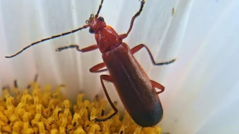 Macro of Red Cardinal Beetle Exploring an Oxeye Daisy Stock Footage 340559775