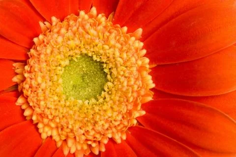 Macro of red daisy Stock Photos