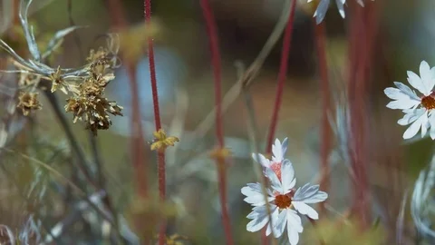 Macro red desert star flower Spring Sutton Mountain John Day Great Basin High Video stock 81774837
