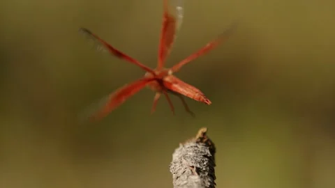 Macro Red Dragonfly flys away in Super Slow Motion 4k Stock Footage 203983516