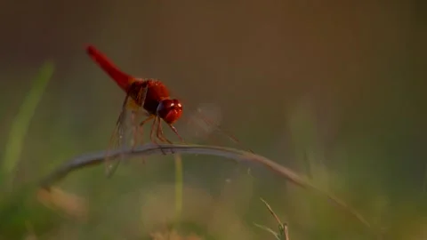 Macro of red dragonfly resting on grass blade at sunset in Romania. Stock Footage 345049063