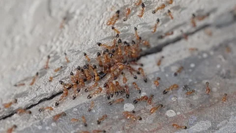 Macro Red Fire Ants Swarming at Wall Base Outdoor Infestation Stock Footage 340562188