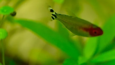 Macro: Red Fish Stock Footage 119227519