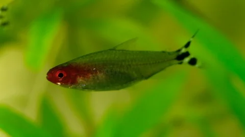 Macro: Red Fish Video stock 119227585