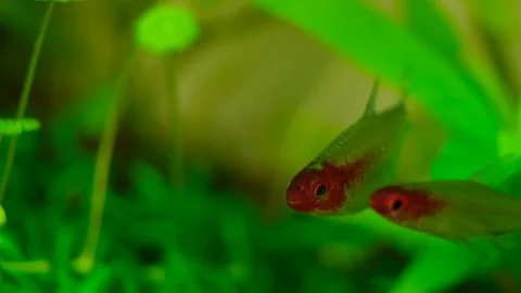 Macro: Red Fish Stock Footage 119229859