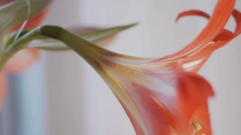 Macro of red flower with drops Stock Footage 121618866