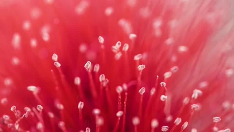 Macro of red flower in nature motion background  Loopable Stock-Footage 157714268