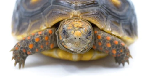 Macro red footed tortoise looking at camera on white background Stock-Footage 91898850
