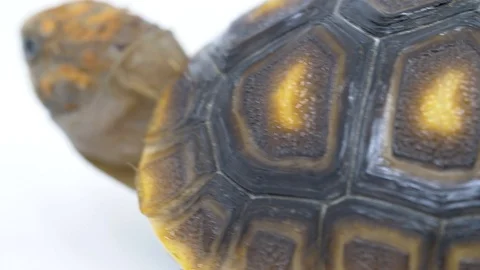 Macro red footed tortoise walks away showing shell on white Stock-Footage 91898867