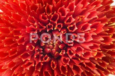 Macro of red georgina Stock Illustration