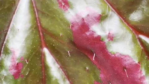 Macro Red Green Waxy Leaf with Spiky Texture and Handheld Motion Stock Footage 346707498