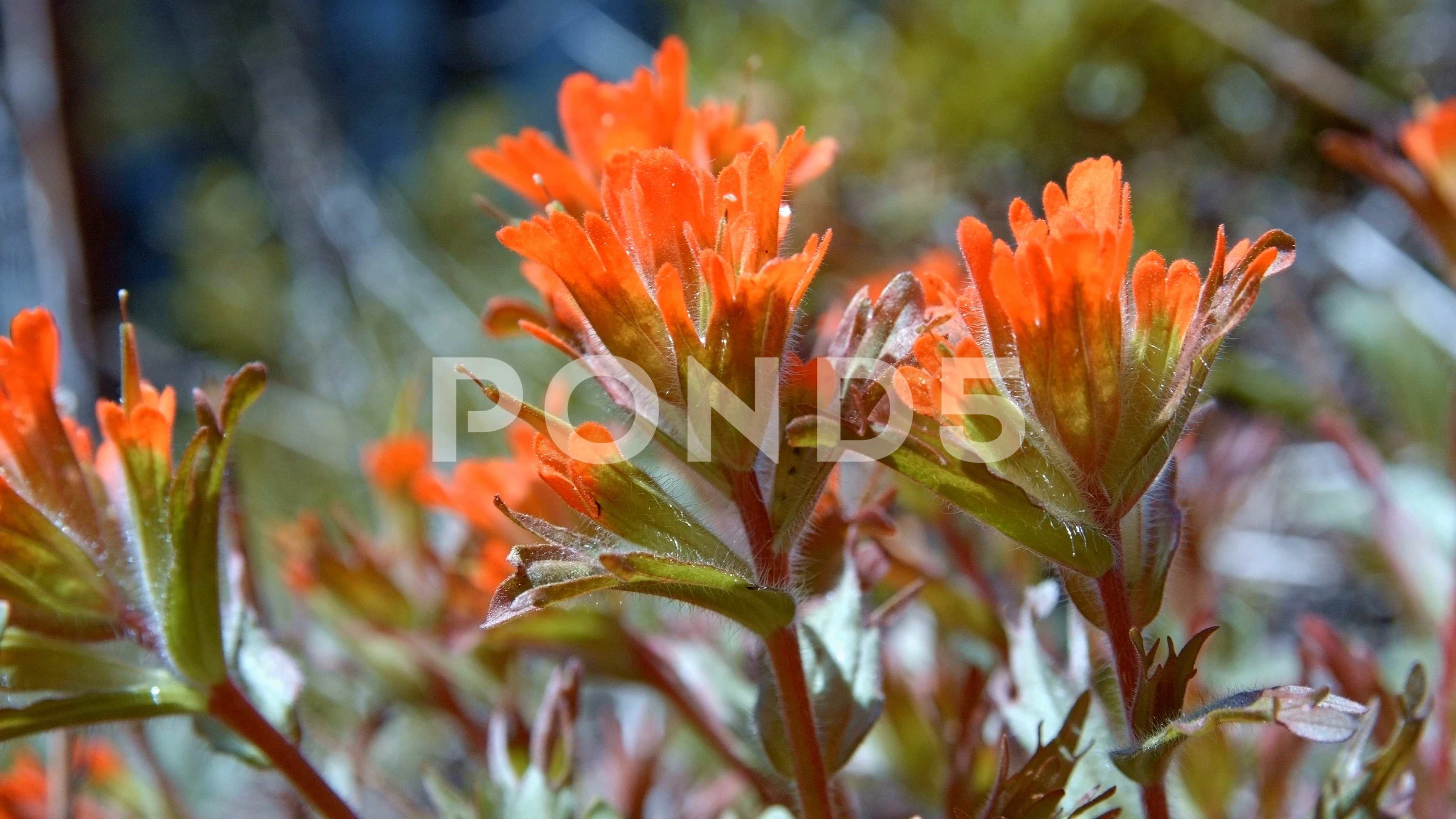 Close up Indian Paintbrush Macro Flower Art Macro Nature 