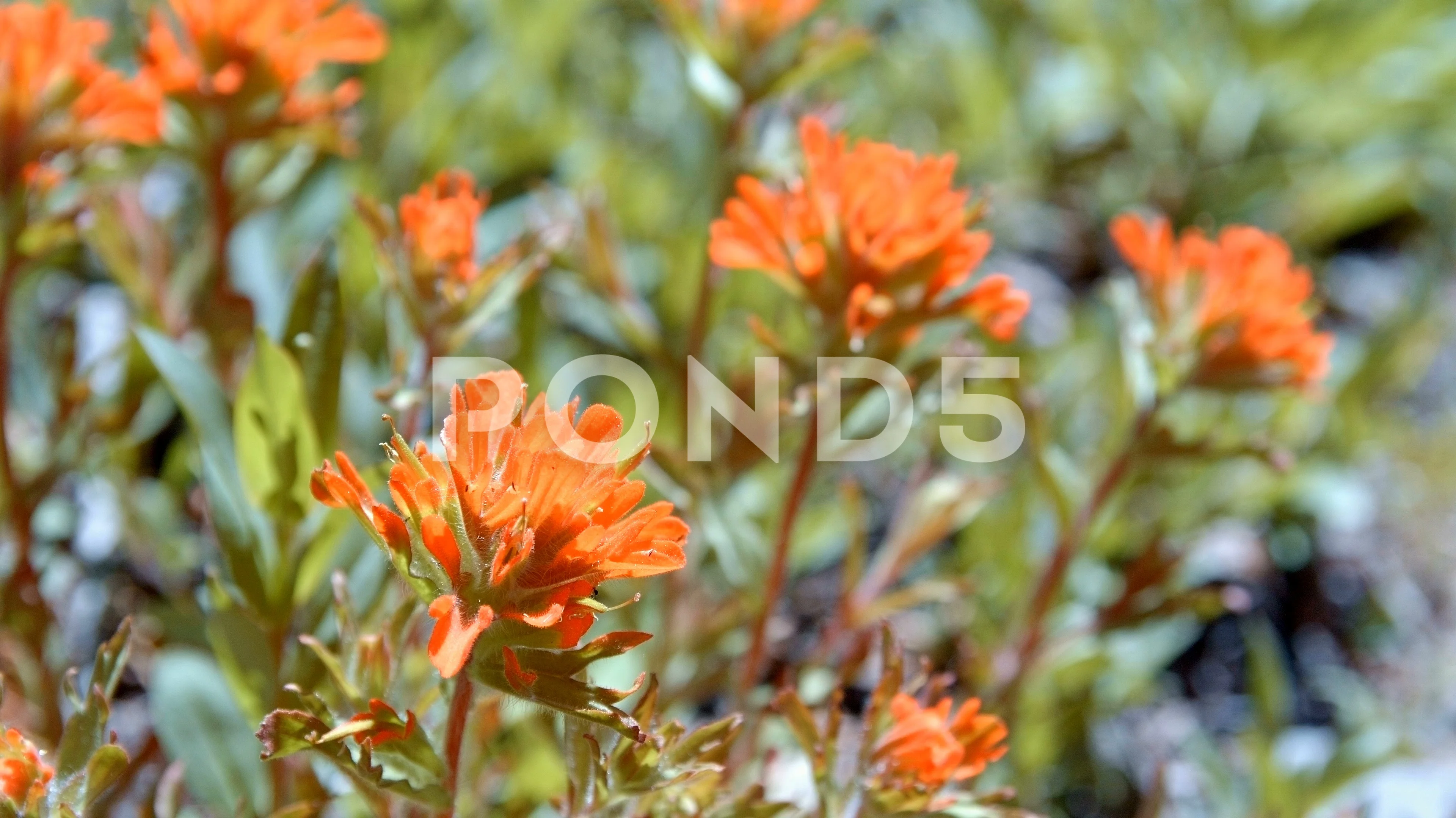 Close up Indian Paintbrush Macro Flower Art Macro Nature 