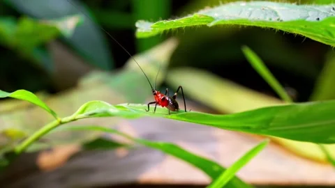 Macro Of Red Insect Crawling On Green Leaf Stock Footage 344020715