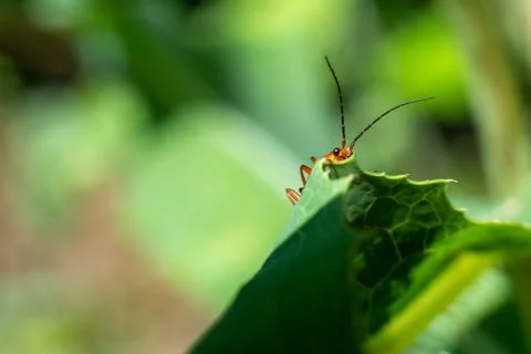 Macro of a red insect on a green leaf Stock Photos
