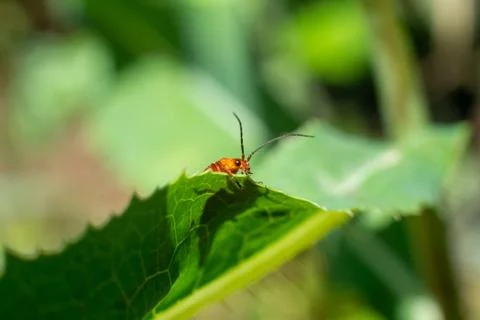 Macro of a red insect on a green leaf Stock Photos