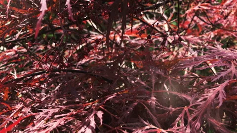 Macro of a red Japanese Maple Vidéo 245693566
