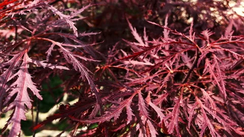 Macro of a red Japanese Maple Stockbeeldmateriaal 245693651