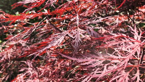 Macro of a red Japanese Maple Vidéo 245694622