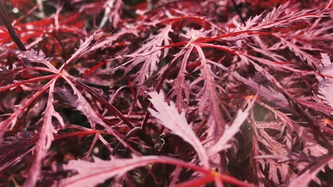 Macro of a red Japanese Maple Vidéo 245694697