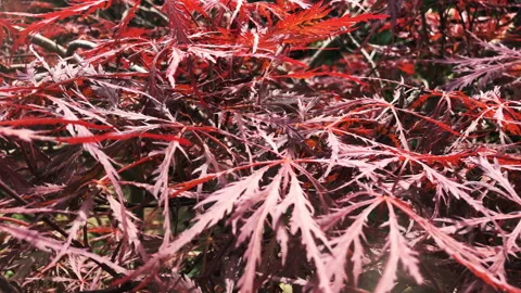 Macro of a red Japanese Maple Vidéo 245696084