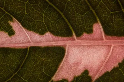 Macro red leaf pattern Stock Photos