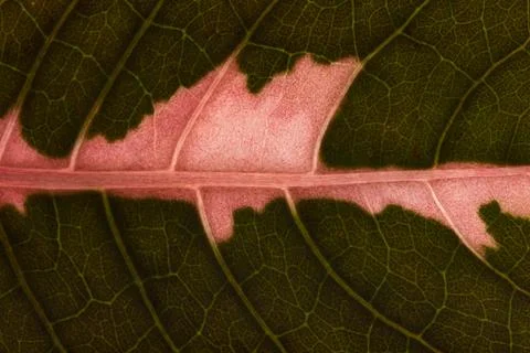 Macro red leaf pattern Stock Photos