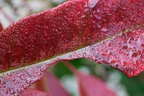 Macro Red Leaf with Raindrops Texture Detail Stock Photos
