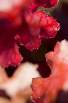Macro of red leaves Stock Photos