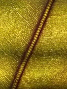 Macro of Red-Midrib Leaf with Glowing Veins Stock Photos