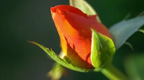 Macro of red orange rose bud swaying gently as sunlight gradually dims, slow  Stock Footage 68688905