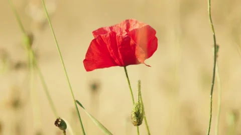 Macro of red poppy moving in the wind during summer day Stock Footage 141864570