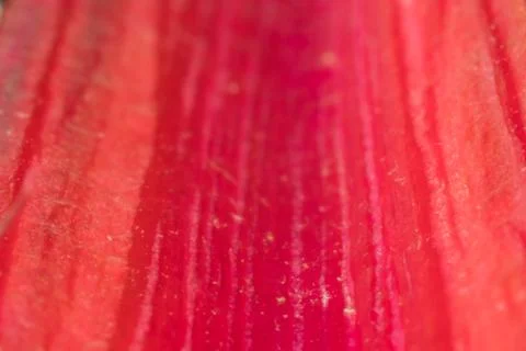 Macro of Red Rainbow Chard Stem Photos