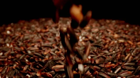 MACRO: Red rice fall during motion - Slow motion Vídeos de archivo 145826073