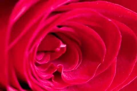 Macro red rose. close up Stock Photos