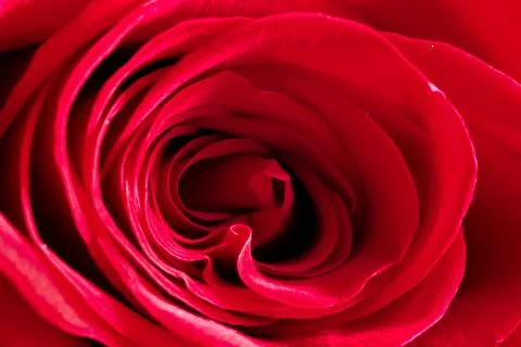 Macro red rose. close up 스톡 사진