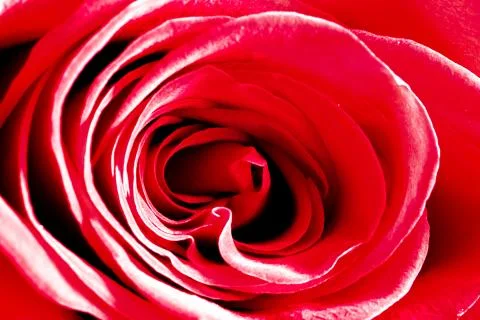 Macro red rose. close up Stock Photos