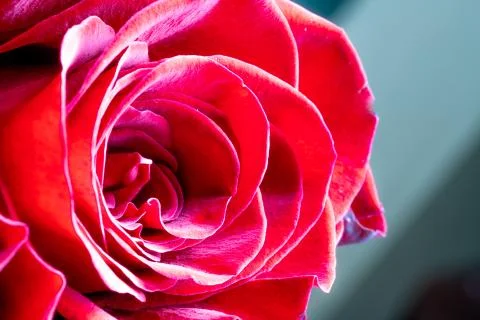 Macro red rose. close up Foto stock