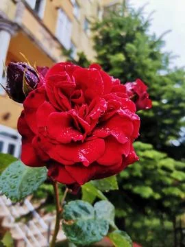 Macro red rose with fresh raindrops. Stock Photos