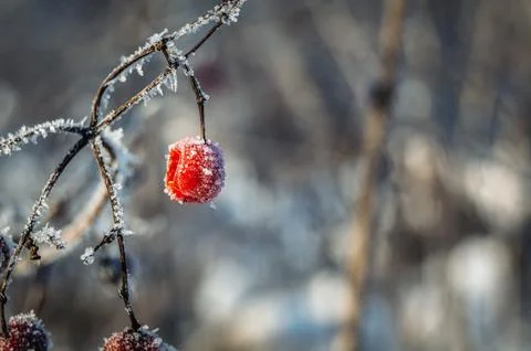 Macro of red rose hips in ice Stock Photos