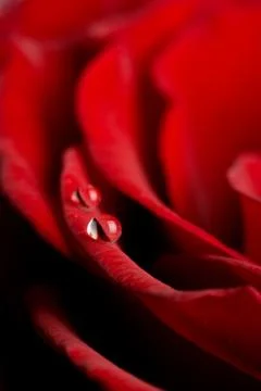 Macro of red rose Stock Photos