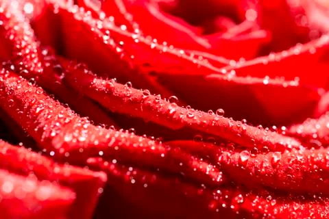 Macro red rose 스톡 사진